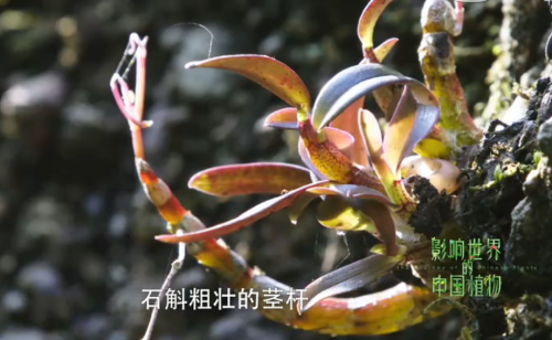巴萨签约新后卫，助力夺冠之路